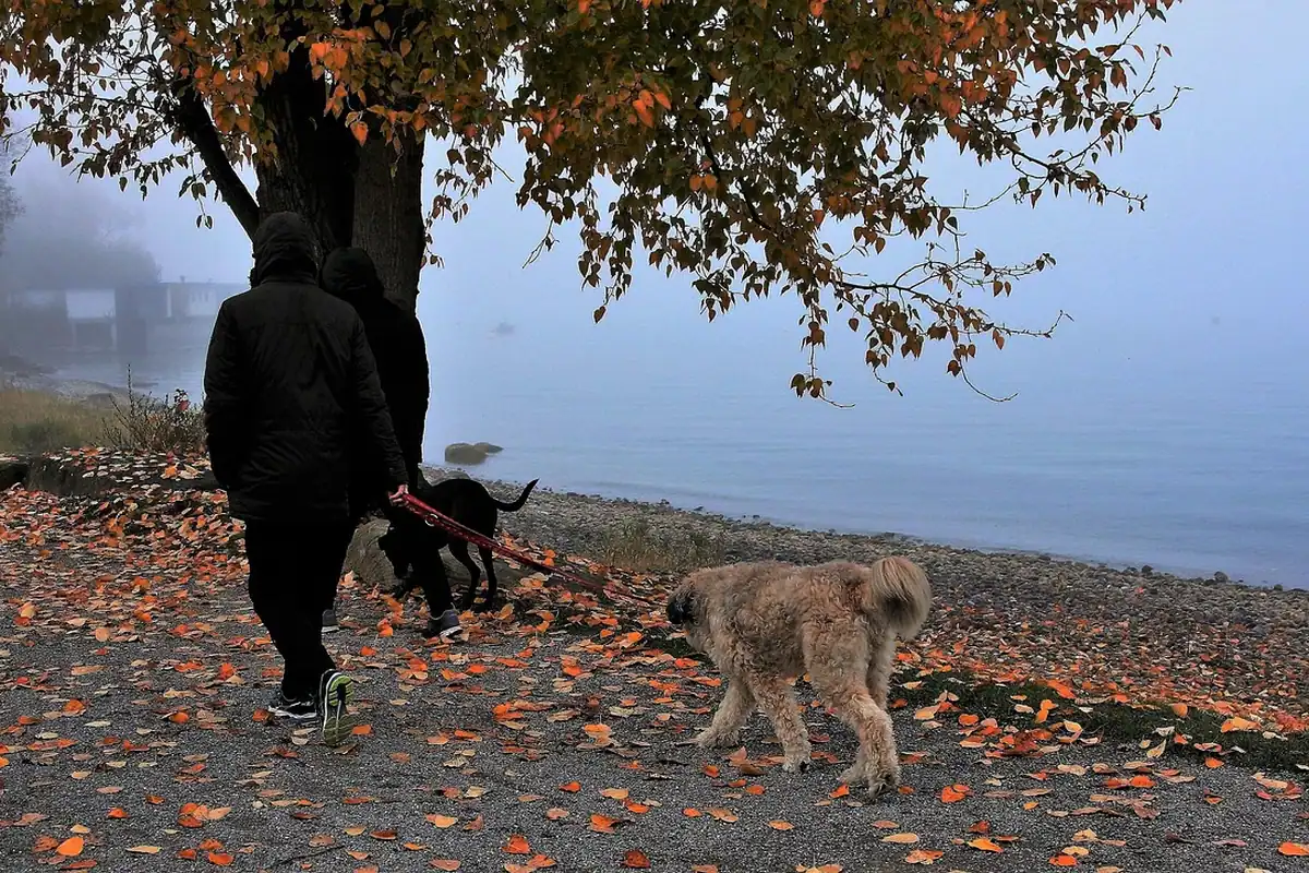 Femeie își plimbă câinele pe o alee presărată cu frunze de toamnă, lângă lac