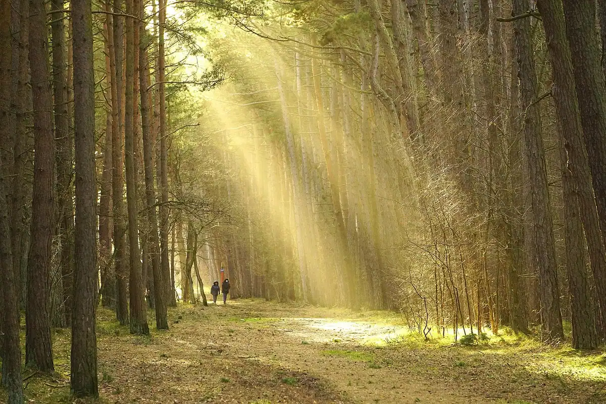 Raze de soare printre pinii unei păduri, pe lângă o potecă de plimbare